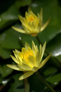 Android APP 下载二维码